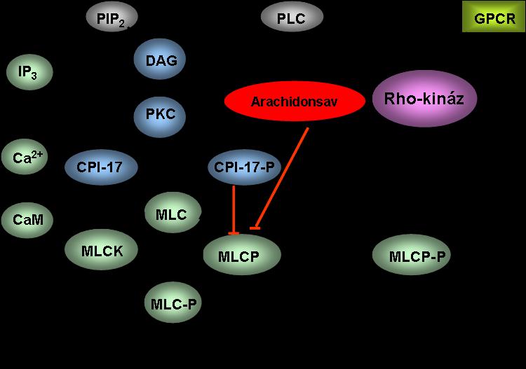 az MLCK aktivitása további szabályozás alatt is áll. Így például a protein-kináz A (PKA) általi foszforiláció az MLCK Ca 2+ -érzékenységének csökkenésével jár.