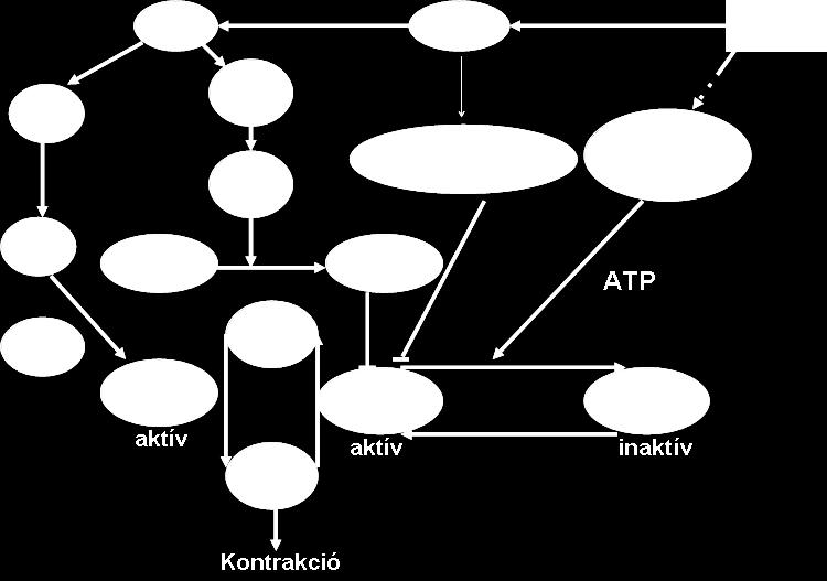A miozin könnyű lánc foszfatáz (MLCP) aktivitásának csökkenése is ilyen Ca 2+ -független összehúzódáshoz vezethet.