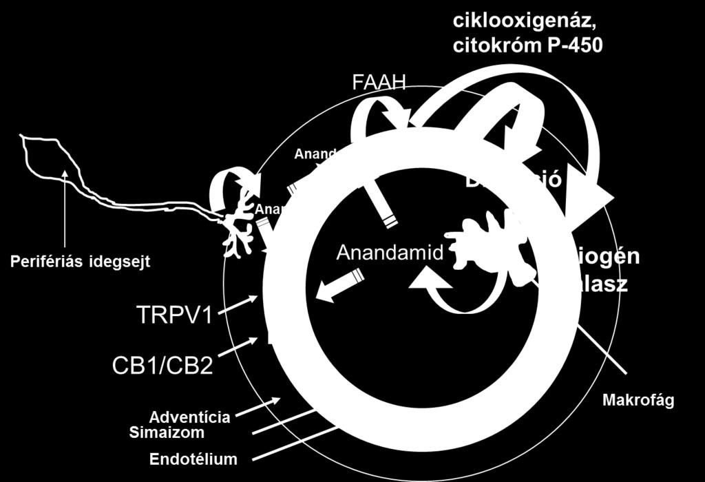 Az intracellulárisan felszabaduló arachidonsav aktiválja az arachidonsav érzékeny útvonalakat ezen sejtekben, ami a ciklooxigenáz és citokróm P-450 aktivációja révén értágulathoz és a miogén
