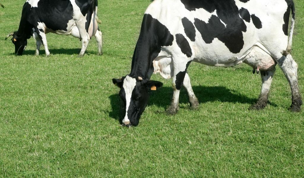 TEJHASZNÚ TEHÉNTARTÁS TÁMOGATÁSA 2019 A mezőgazdasági termelőknek 2015-től lehetőségük nyílt európai uniós forrásból termeléshez kötötten tejhasznú tehéntartás támogatásának igénylésére.