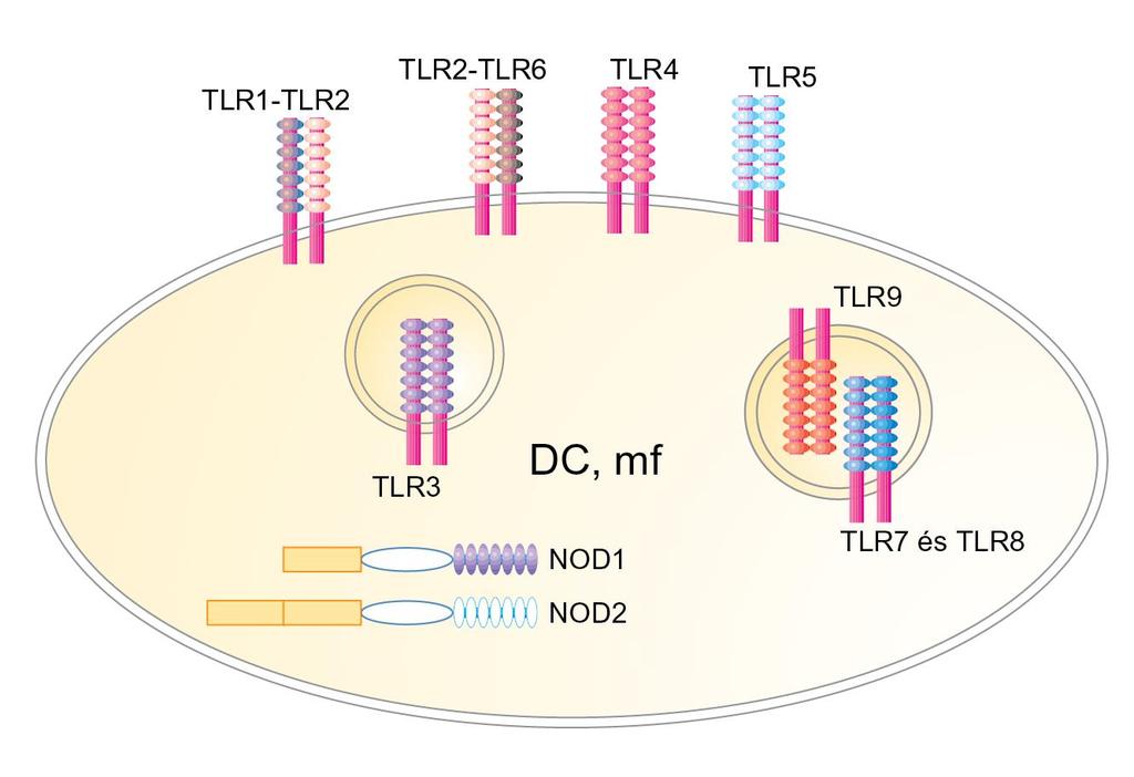 LRR (Leucin Rich Repeat) tartalmú receptorok A TLR-ok hetero- és homodimerek formájában fejeződnek ki, részben a sejtfelszínen, részben az