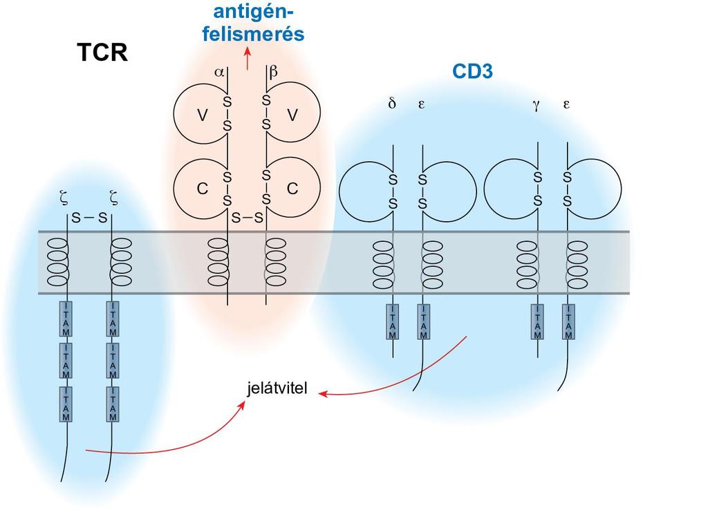 A TCR (T Cell Receptor) komplex A T-limfociták szemben a B-sejtekkel antigén-bemutató sejtek (APC-k) közreműködését igénylik a nem saját struktúrák felismeréséhez.