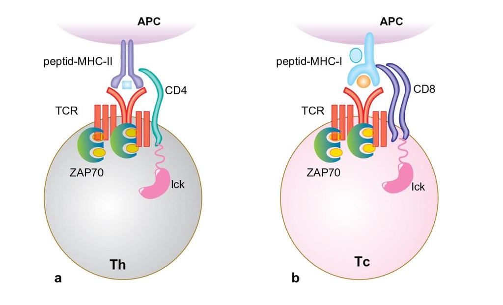 A T-limfociták CD4- és CD8-koreceptorai Az MHCII-peptidkomplexet felismerő, α/β-láncot kifejező T-sejtek a segítő vagy helper T-sejtek (Th). Ezek koreceptora a CD4-molekula (CD4 + T-sejtek).