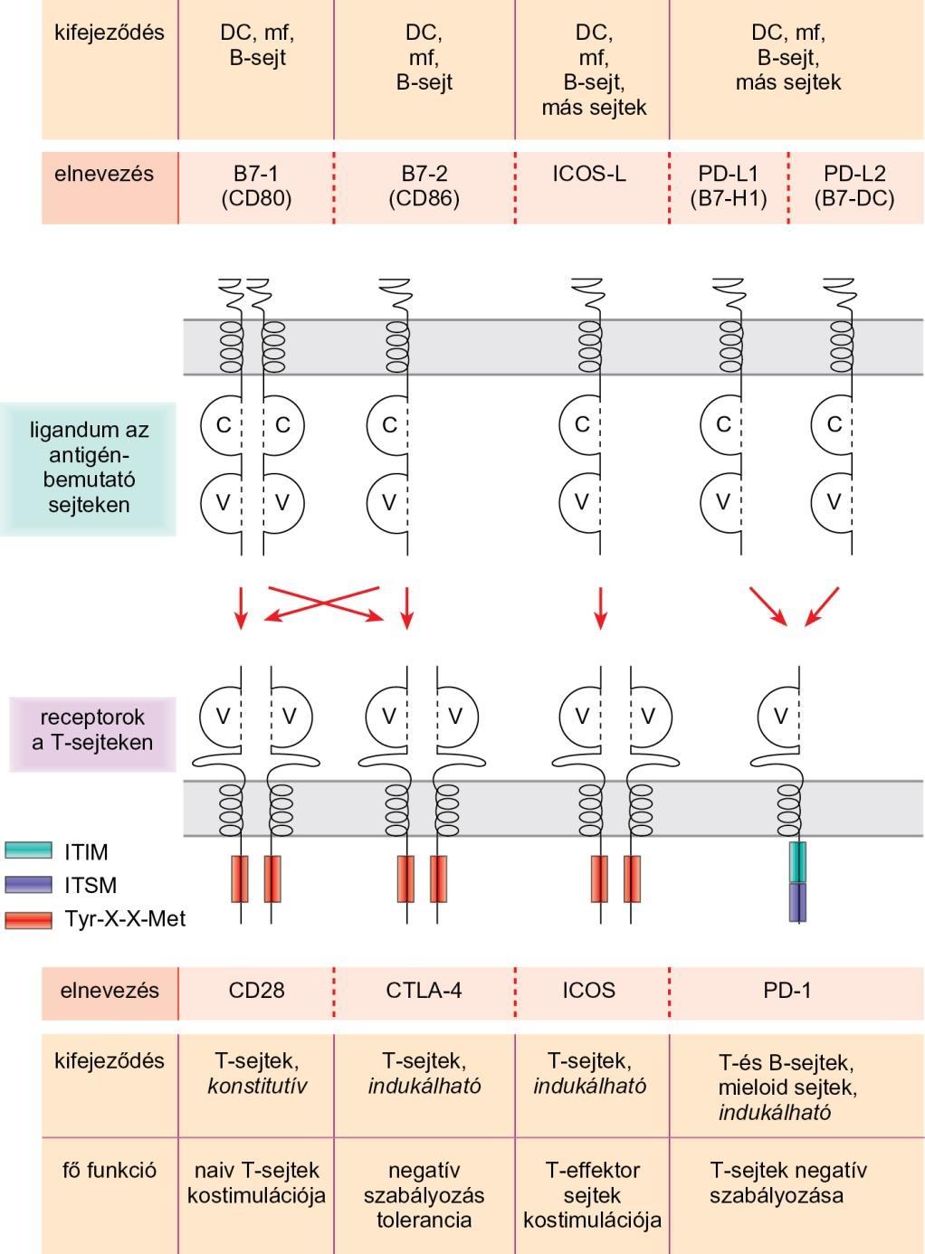 A B7 CD28 kostimulációs molekulacsalád Mind a receptorok, mind a ligandumok többsége az Ig szuperfamília tagja.