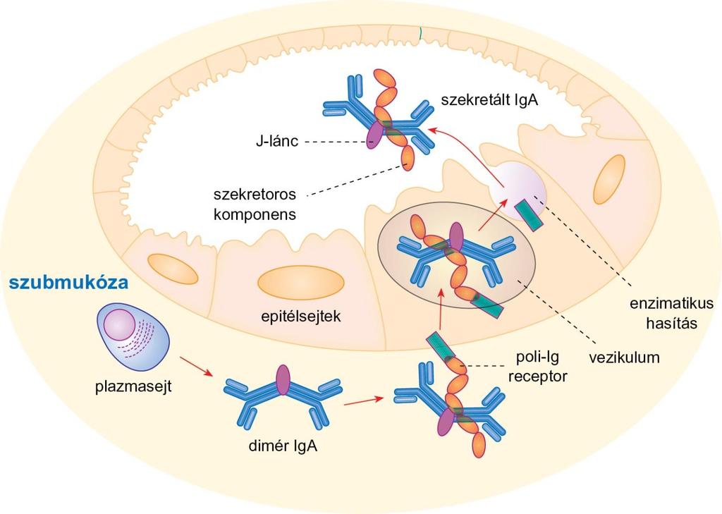 A poli-ig-receptor szerepe az IgA-szekrécióban A poli-igr transzmembrán glikoprotein, amelynek legfontosabb funkciója a polimer ellenanyagok (dimer/trimer IgA és pentamer IgM) transzportja a