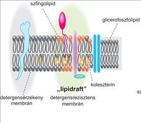 Sejtmembránreceptorok Intracelluláris receptorok Az immunrendszer sejtjeinek plazmamembránját hasonlóan egyéb sejtekhez lipid kettősrétegbe beépülő fehérjék építik fel, melyek esetenként szénhidrát