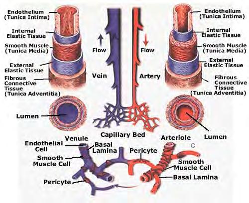 VASCULOPATHIA SSC Intravascularis abnormalitások Thrombocyta aktiváció Csökkent fibrinolysis vascularis biomarkerek + Leukocyta-aktiváció Csökkent vvt-flexibilitás vwfag, thrombospondin,