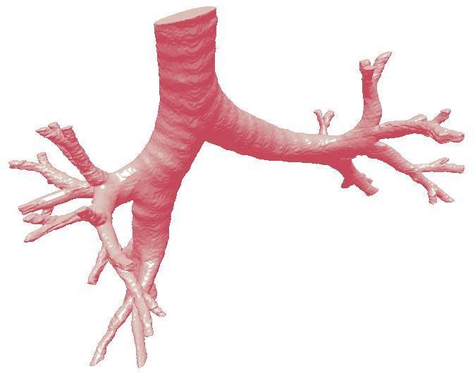 14. ábra: A centrális légút 3D realisztikus geometriájának numerikus (baloldali), valamint 3D nyomtatás révén előállított valós fizikai modellje (jobboldali). 4.