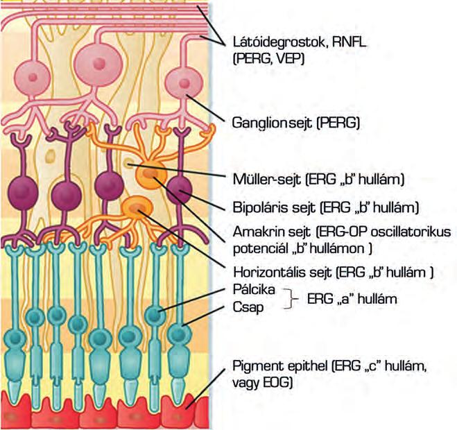 Electrophysiological methods in diagnostics of visual diseases 2. ábra: retinális ganglionsejt-típusok és eloszlásuk.