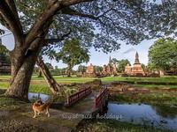The trip continues to the Golden Triangle, once notorious for the traffic of opium and ends with the beauty of Chiang Mai, the Rose of