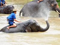 DAY 5 : CHIANG MAI LAMPANG - KAMPAENGPHET Early morning drive to Lampang. Visit Thai Elephant Conservation Center, established 1992 to conserve and protect Thai domestic elephants.