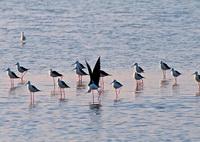 greenery orchards along the river, canals and coastline which marks the