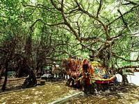 cultural heritage which dated back to