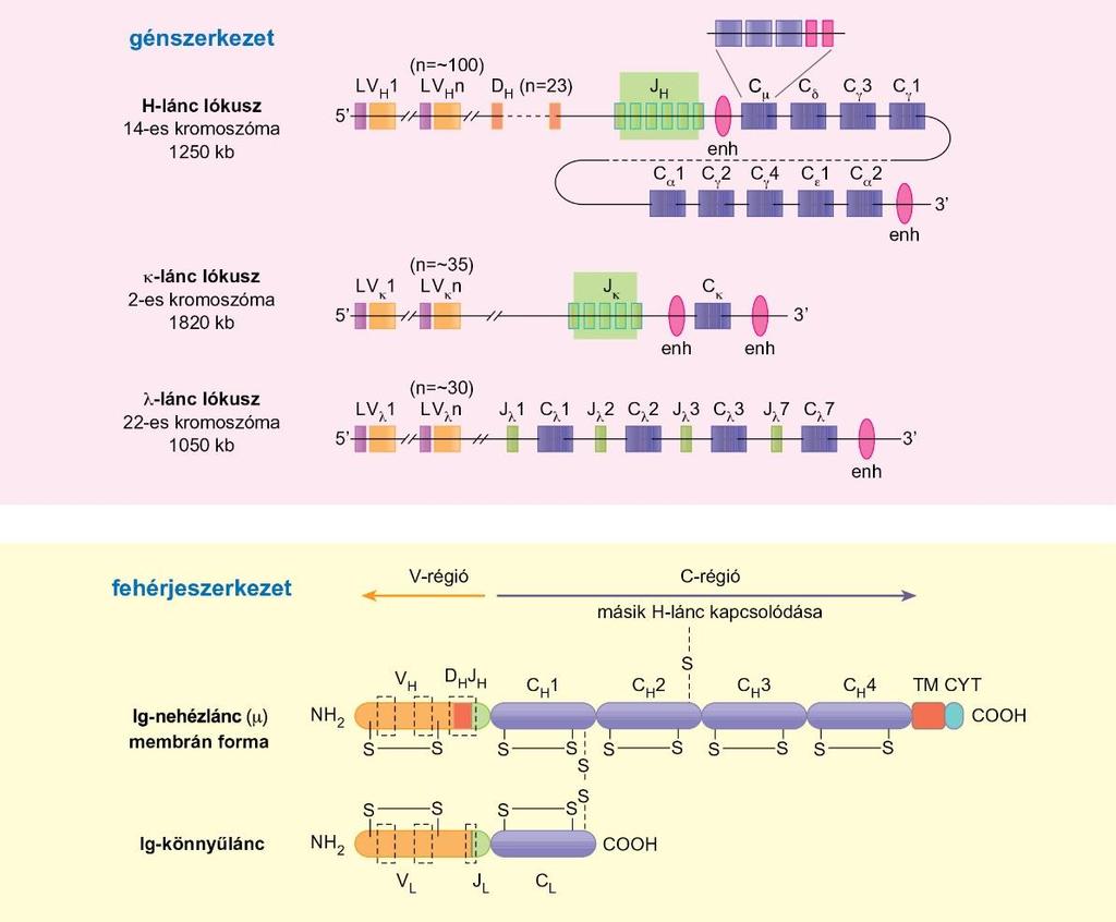 Az immunglobulin gének genomikus szerveződése Az emberi csírasejtekben az immunglobulin nehézláncait és két könnyűláncát (λ és κ) kódoló gének három különböző kromoszóma meghatározott lókuszán