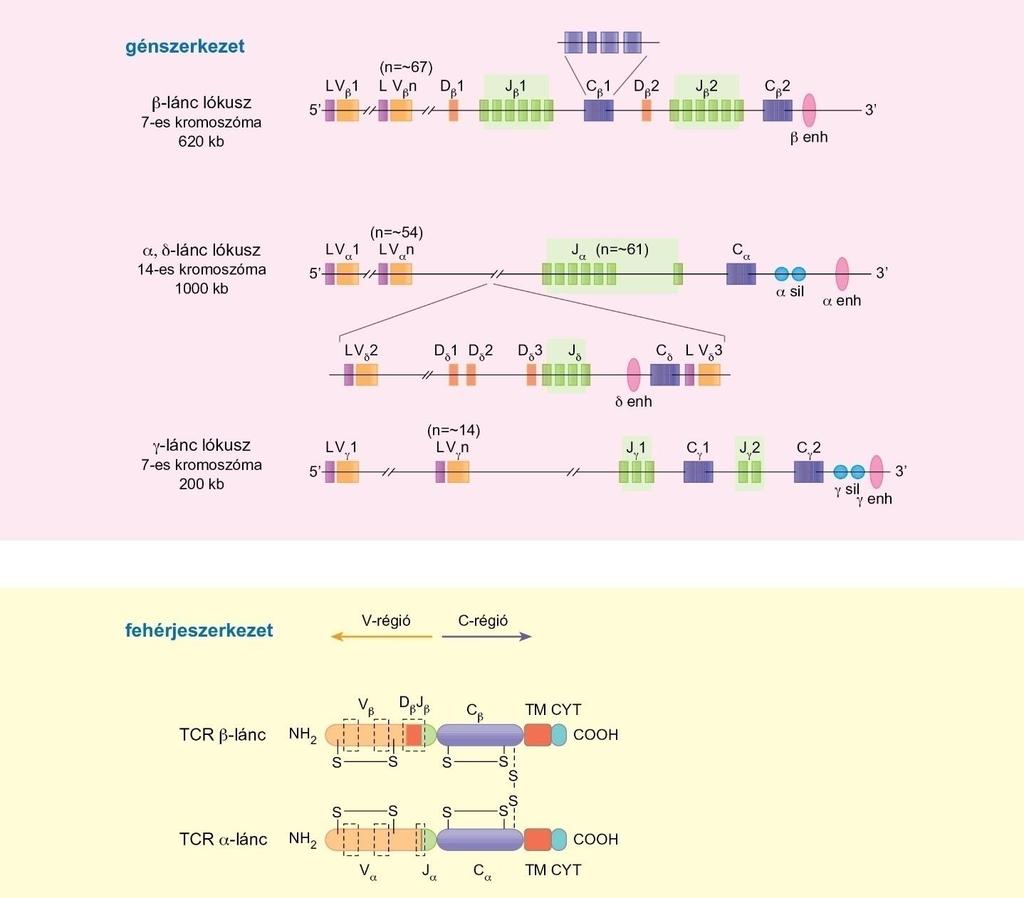 A TCR génlókusz szerveződése A TCR α-, β- és γ-láncokat kódoló szegmensek mind különböző kromoszómákon vannak, míg a δ- láncot kódoló gének az α-láncot kódoló lókuszban találhatók.