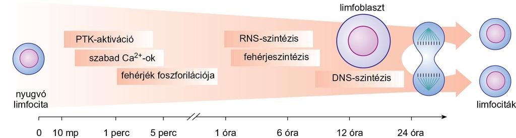 A limfociták aktiválódása