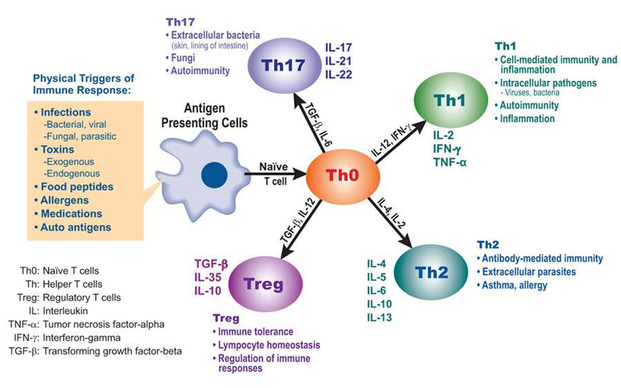 T cell differentiation_courtesy