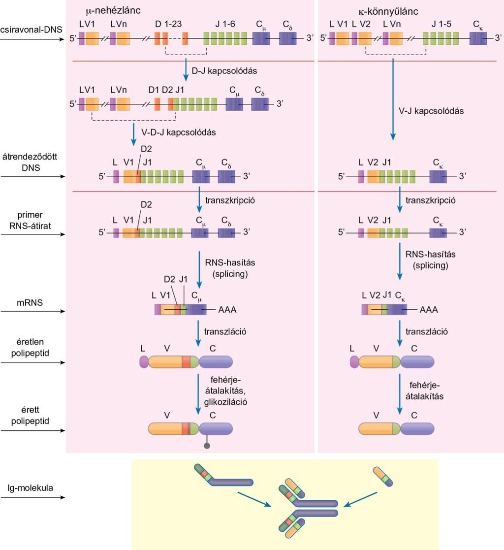 Az immunglobulin nehéz- és könnyűláncát