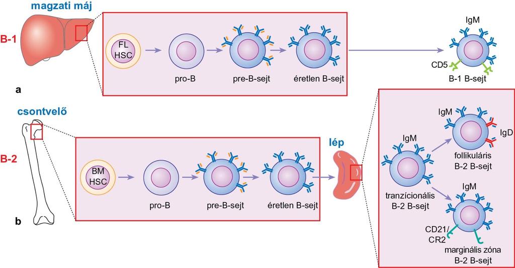 B-limfocitapopulációk eredete és fejlődése A magzati máj őssejtjeiből B-1 B-sejtek fejlődnek. A csontvelői őssejtekből a B-sejtek többsége, az ún.