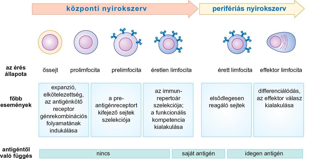 A limfociták érése A B- és a T-limfociták érése a központi nyirokszervekben a következő események sorozatából áll: A progenitor sejtek B- vagy T-limfocita irányú elkötelezettsége.