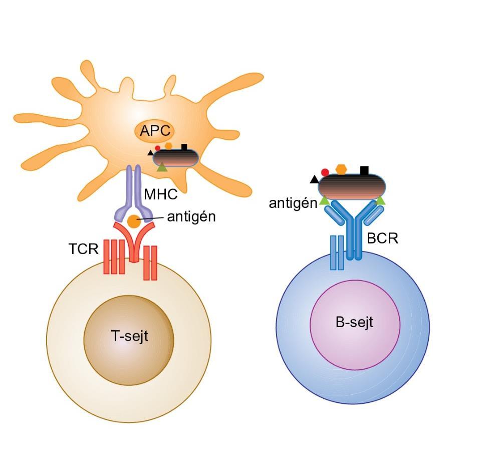 A monovalens TCR és a bivalens BCR antigén-felismerő tulajdonságai A T-sejt-receptor (TCR) egyetlen antigén-felismerő hellyel rendelkezik (monovalens), ellentétben a két kötőhelyet tartalmazó