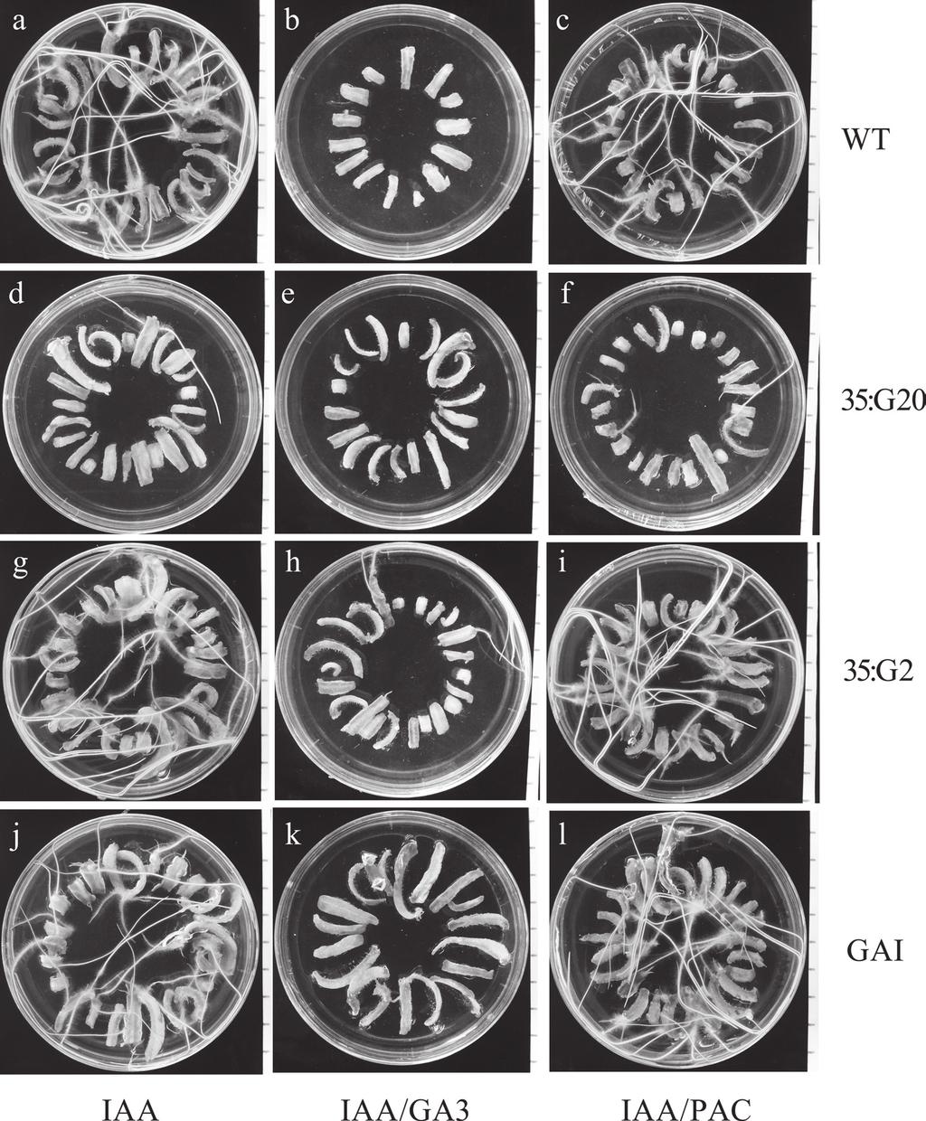 3420 Niu et al. Fig. 8. GA inhibited adventitious root formation from petioles and midvein sections of transgenic and wild-type plants.