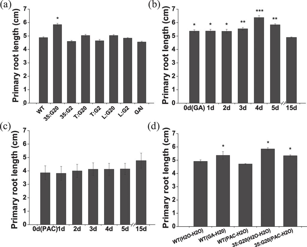 Gibberellin regulate adventitious root development in tobacco 3421 Fig. 10. GAs are required for the emergence and subsequent long-term elongation of adventitious roots.