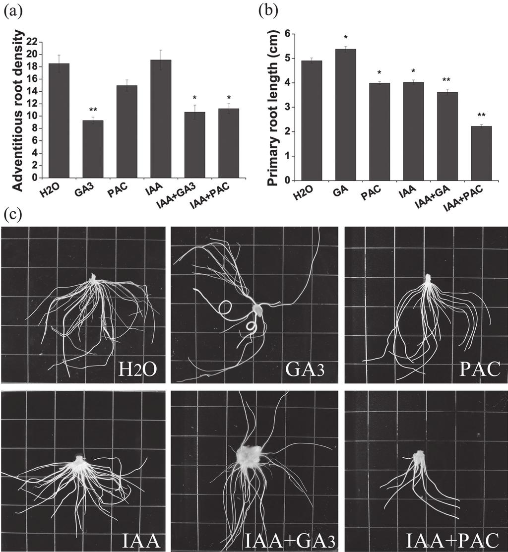 3414 Niu et al. Fig. 1. Effects of GA and auxin on adventitious rooting of tobacco stem cuttings.