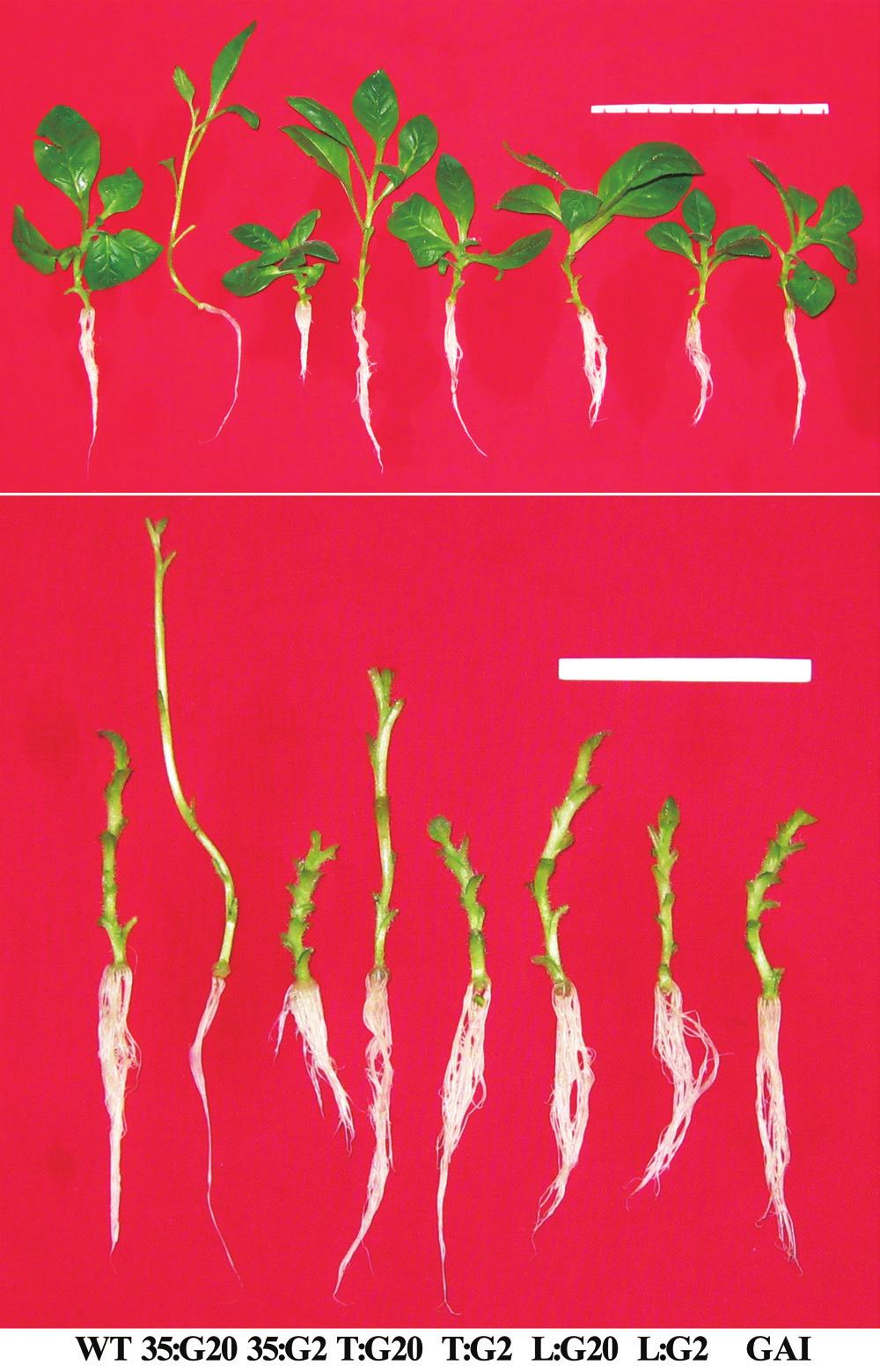 Gibberellin regulate adventitious root development in tobacco 3415 The phenotypes of L:G20 and T:G20 plants resembled that of 35:G20, but to a lesser extent; however, these responses were much lower