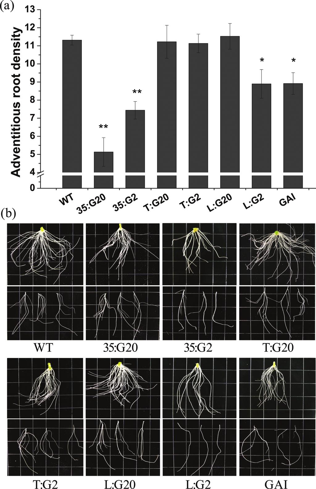 3418 Niu et al. Fig. 5. The primary and lateral roots of wild-type and transgenic plants. (a) Average primary root density of wild-type and transgenic plants.
