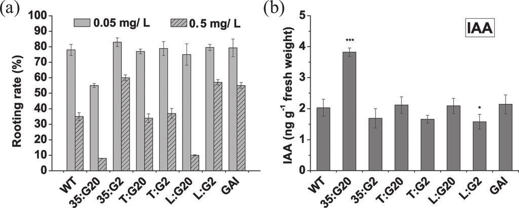 Gibberellin regulate adventitious root development in tobacco 3419 Fig. 6. The anatomy of root initiation in stem cuttings of wild-type control and transgenic tobacco plants.
