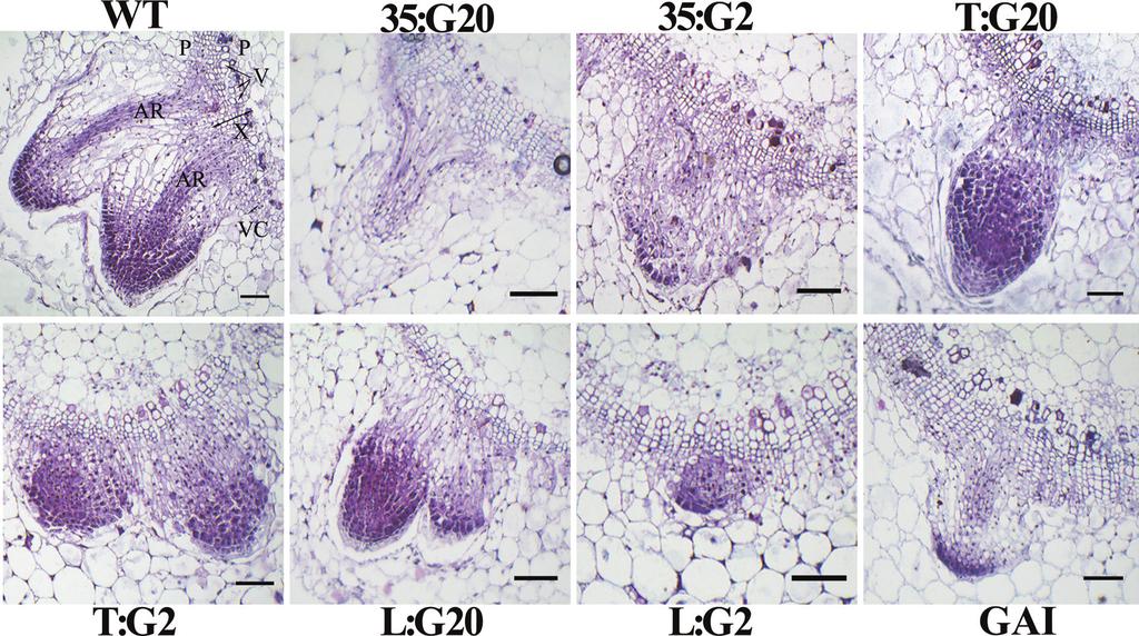 It is evident that all adventitious roots originated from the vascular cambium in both wild-type and transgenic plants, and proper GA localization in this zone is required for development of