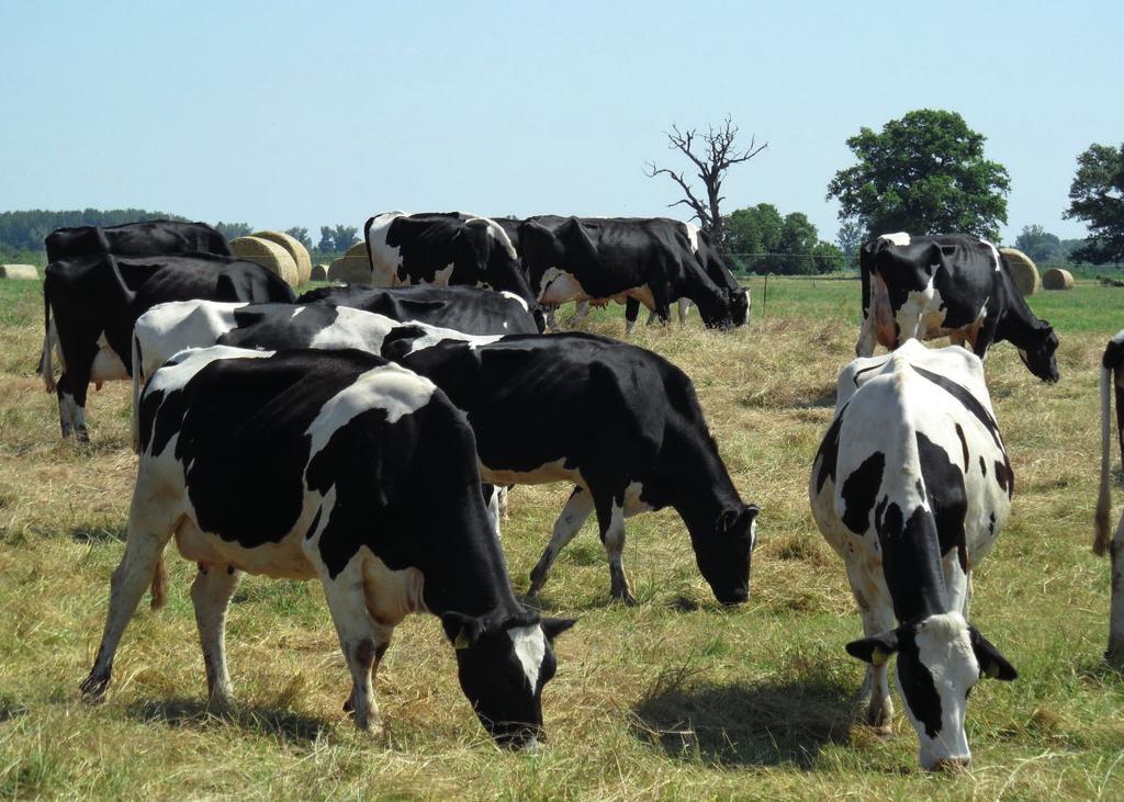 élettartamra. Az első ellés idejének hatása a selejtezési arányra (első laktáció után): Age at calving Culling rate after 1 st lactation (months) Prim Holstein Normande < 24 6.8% 10.7% 24 28 9.4% 17.