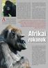 Afrikai. rokonok. alapján jobban különböznek egymástól, mint a csimpánz (Pan troglodytes)