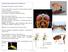 MODELLORGANIZMUSOK GENETIKÁJA. Drosophila melanogaster, muslica (borlégy)
