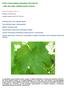 Szőlő növényvédelmi előrejelzés (2014.06.26.) a Móri Borvidék szőlőtermesztői számára