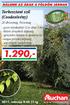 1.290,- Turkesztani szil (Csodasövény)