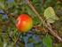 A VADKÖRTE (PYRUS PYRASTER)