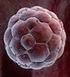 Embrionális őssejtek és őssejtvonalak