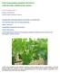 Szőlő növényvédelmi előrejelzés (2014.05.22.) a Móri Borvidék szőlőtermesztői számára