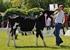 Tenyészetek*, telepek megyei rangsora a holstein-fríz egyedek standard laktációs tejtermelése alapján