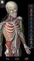 ANATOMIA ESSENTIALIS III.