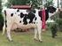 Holstein-fríz Tenyésztők Egyesülete ARANYTÖRZSKÖNYV