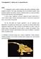 Vitorlásgekkók (C. ciliatus) szín-, és mintaváltozatai