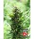 KATALÓGUS Feminized, AutoFlower and Regular cannabis seeds for Recreational and Medical use.