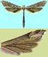 Microlepidoptera.hu. Fazekas Imre