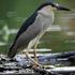 Nycticorax nycticorax