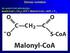 Zsírsav szintézis. Az acetil-coa aktivációja: Acetil-CoA + CO + ATP = Malonil-CoA + ADP + P. 2 i