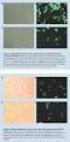 Kit Components. FuGENE HD Transfection Reagent