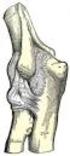 Az alkar csontjai: singcsont (ulna): medialisan, a kisujj oldalán orsócsont (radius): lateralisan, a hüvelykujj oldalán.